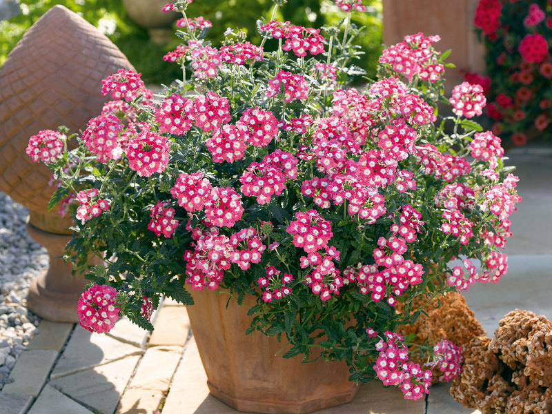  Sodo gėlės Diascia