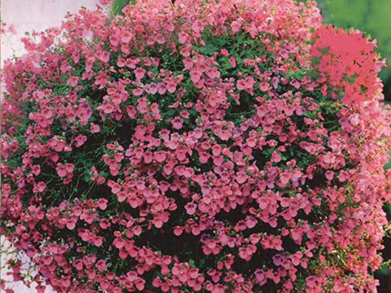 Diastia dans le parterre de fleurs