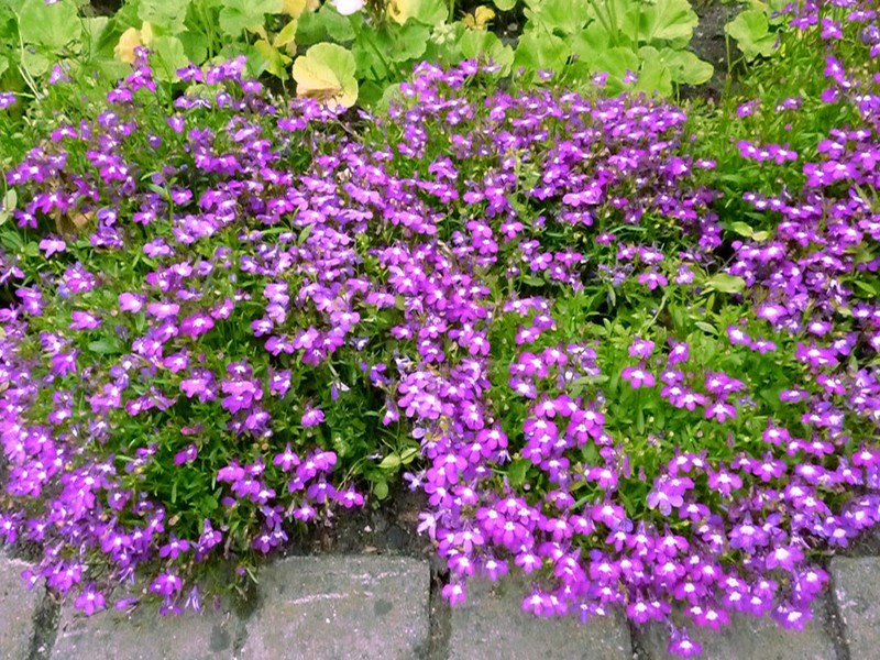 Buissons à fleurs de diastia