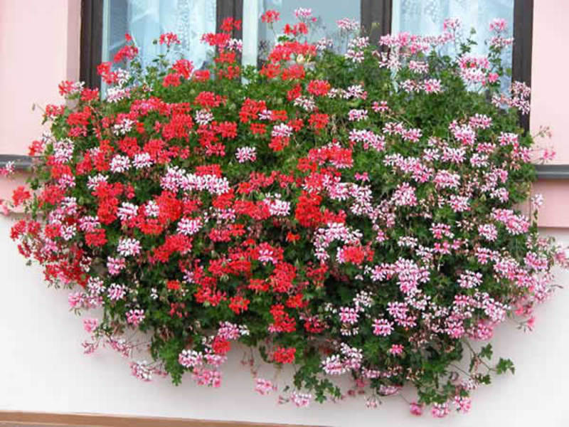 Diascia çeşitleri