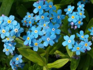 Forget-me-not flowering period