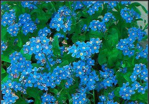 Når glem-meg-ikke blomstrer