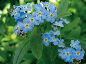 Flor de nomeolvides en el jardín