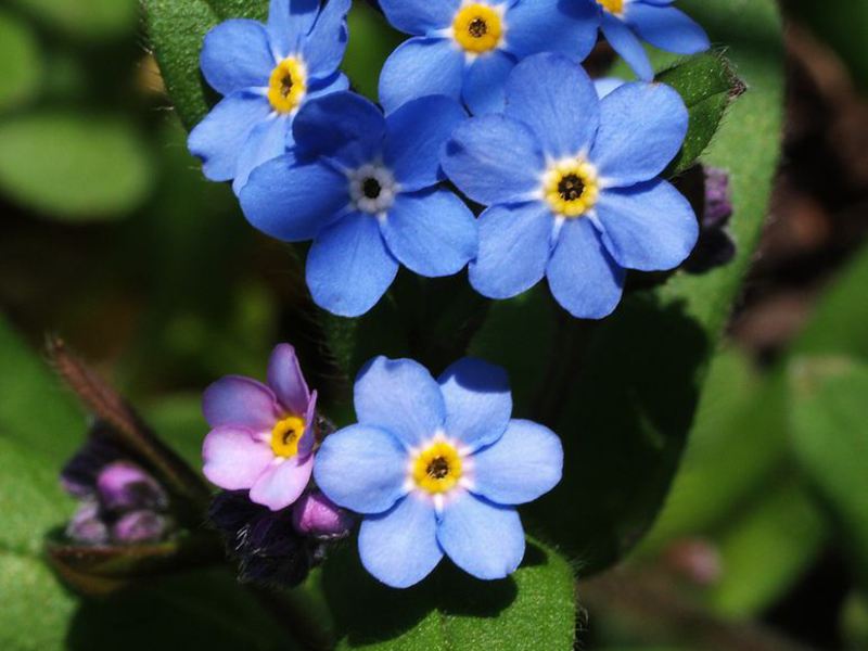 Ang halaga ng mga forget-me-not sa mga tao