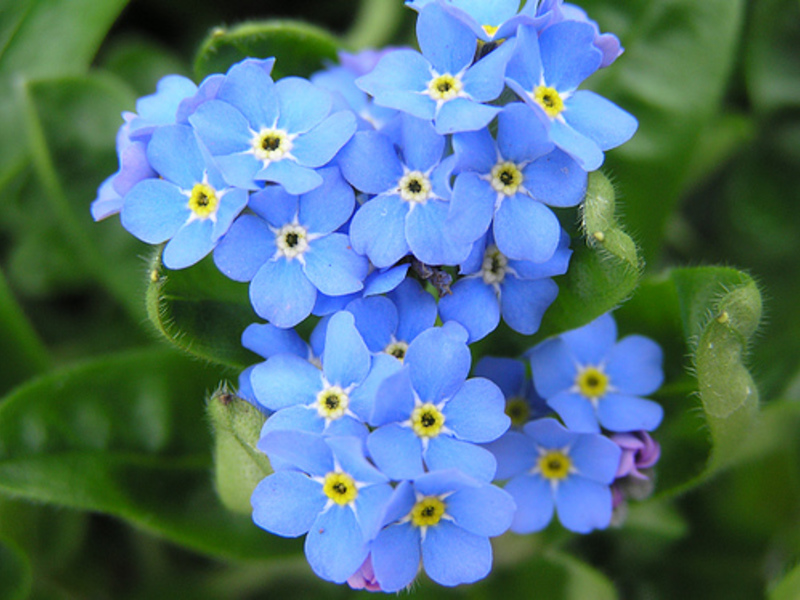 Flor de nomeolvides en el jardín