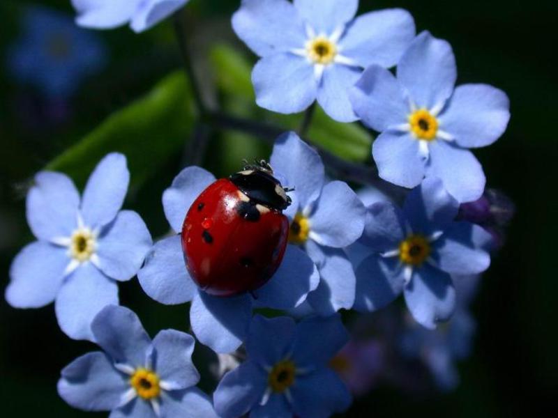 Planten blomstrer tidlig og rikelig