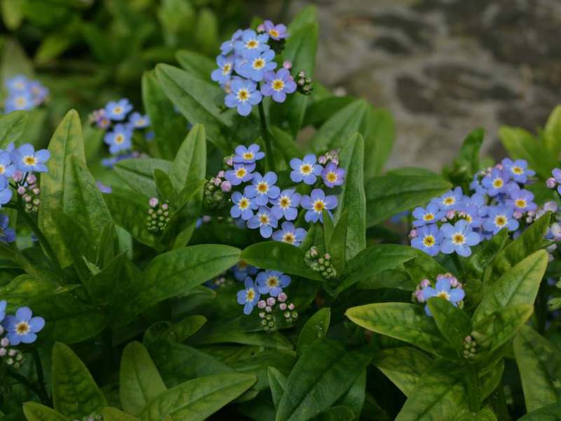 Blue forget-me-not