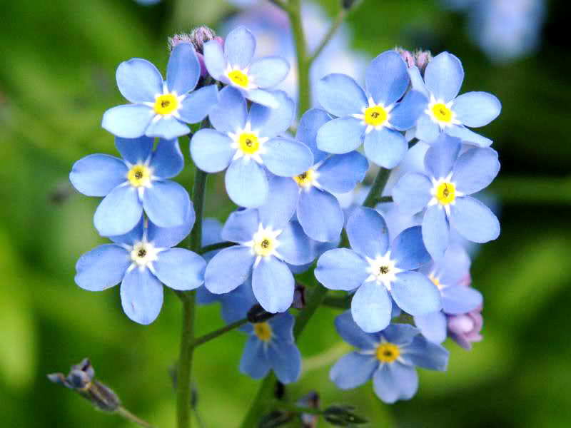 How to plant a forget-me-not