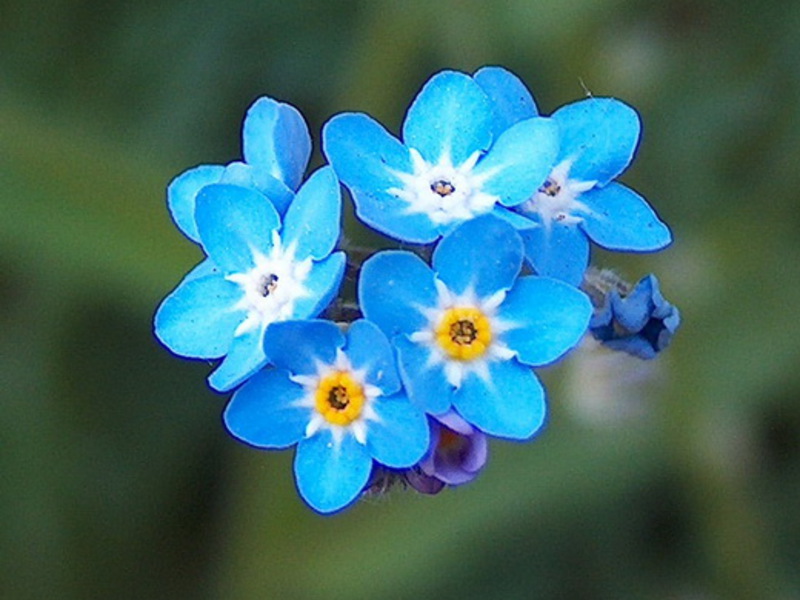 Forget-me-not appearance