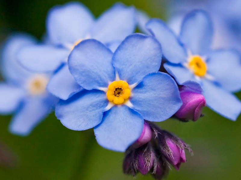 Beskrivelse af planten glem-mig-ikke