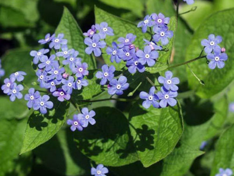 Paano mapalago ang forget-me-not