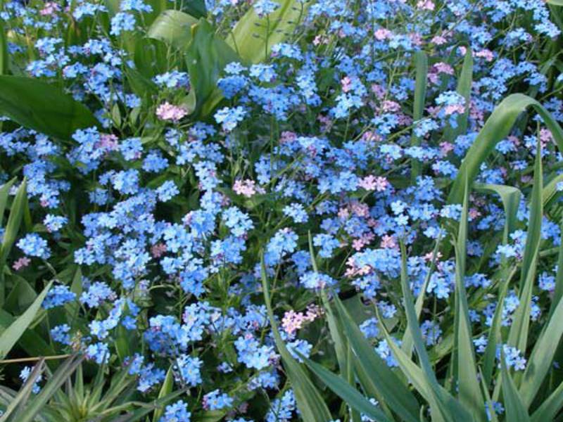 Blå glem-meg-ikke-blomster