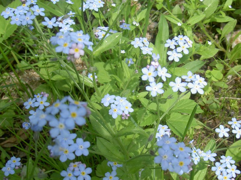 Forget-me-not flower in the garden