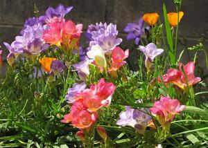 Hoe freesia in uw tuin te planten