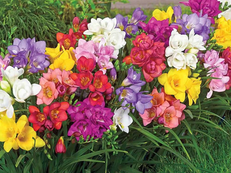 Freesia flower transplant