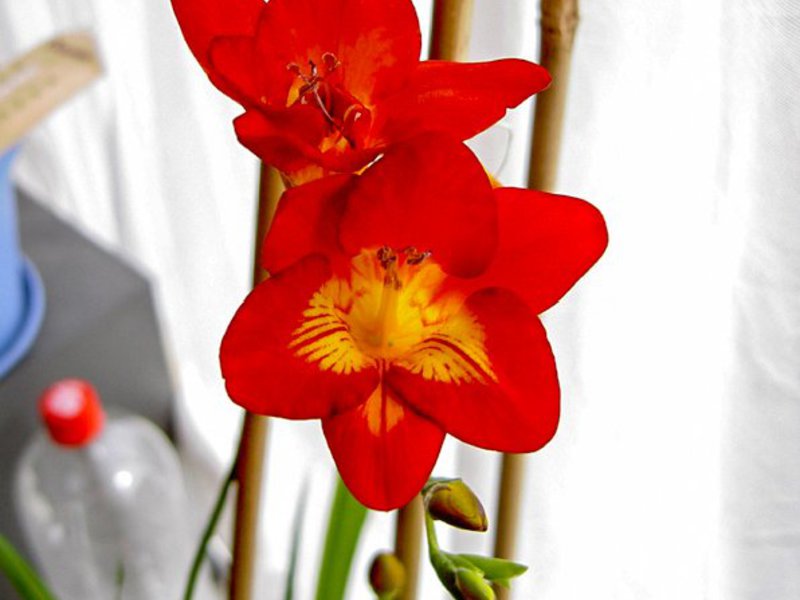 Freesia zorg