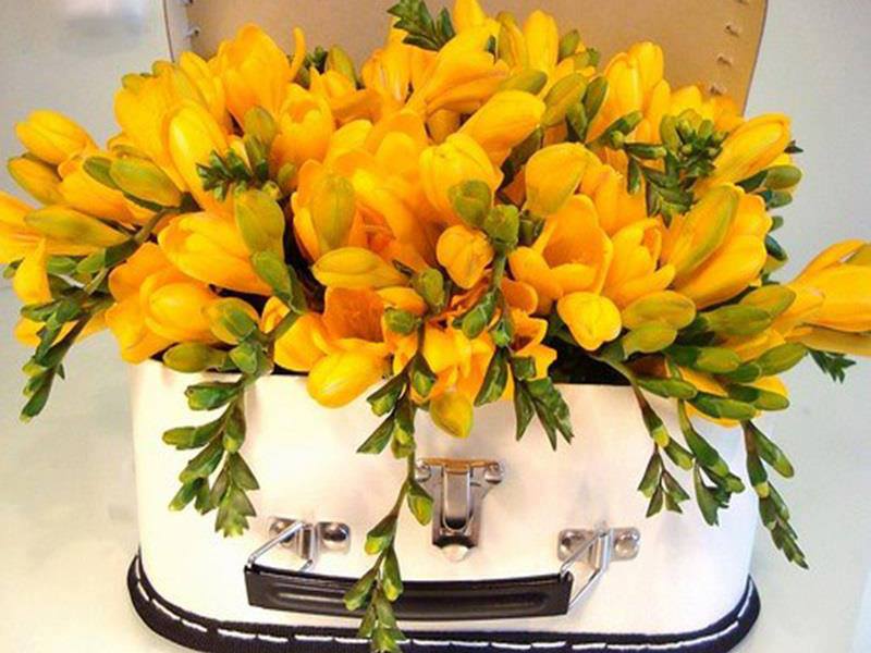 Faits sur le freesia