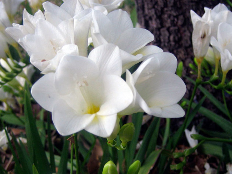 Cuidado Freesia