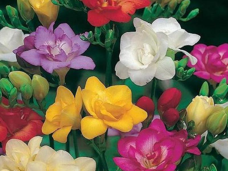 Difficultés à cultiver le freesia