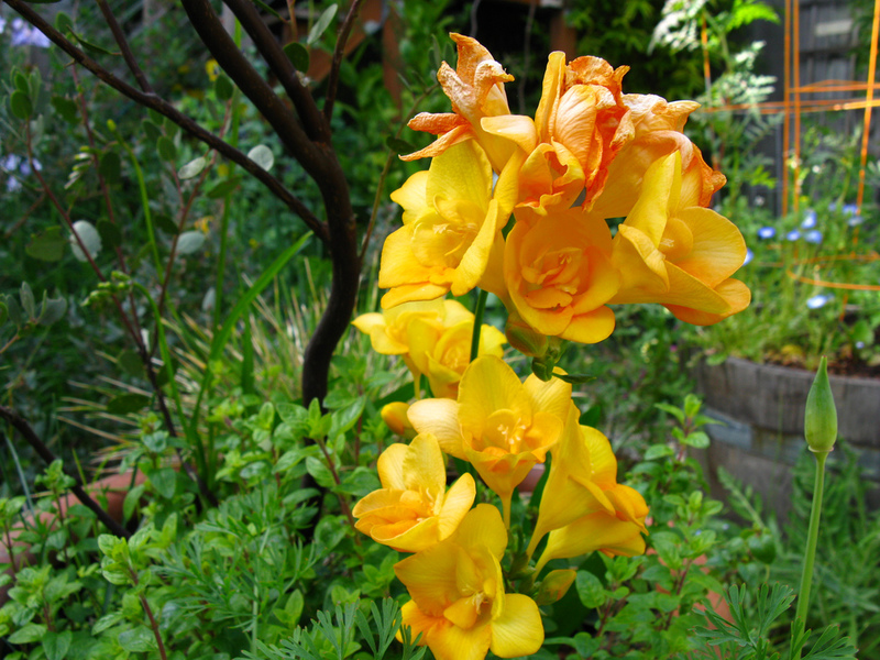 Pragas de freesia