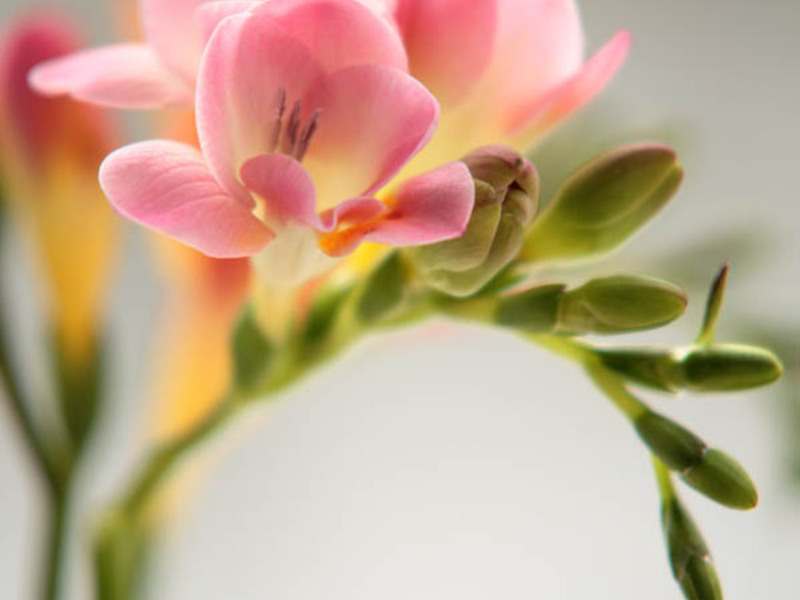 Ziekten van de freesia-bloem