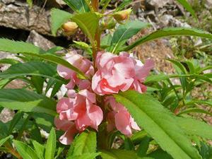 Fiori per balsamo da giardino