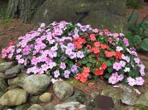 Hoe balsem op de juiste manier te planten