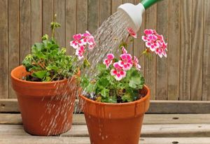 Các sắc thái của chế độ tưới tiêu trong phòng Pelargonium