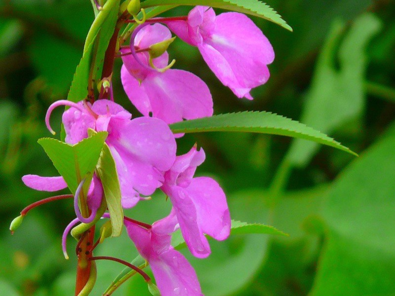 Balsamblomning