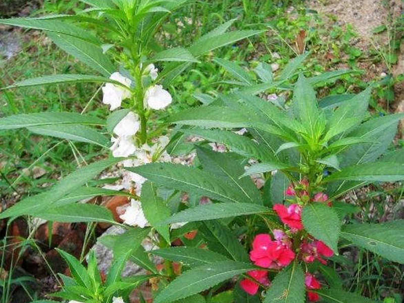 How to water balsam