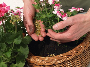 Beschrijving van methoden om geraniums te voeren en hiervoor te bemesten