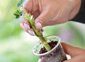 Paglalarawan ng pamamaraan para sa pagpapalaganap ng geranium sa bahay ng mga pinagputulan