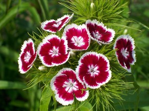 Planting and caring for Turkish carnations