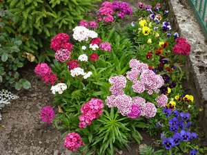 Paano magtanim ng isang Turkish carnation