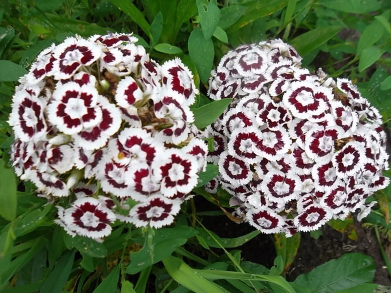 Paano mapalago ang isang Turkish carnation