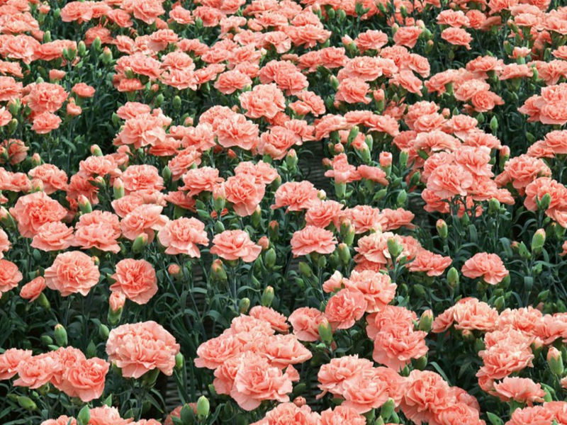 Ways to grow carnations