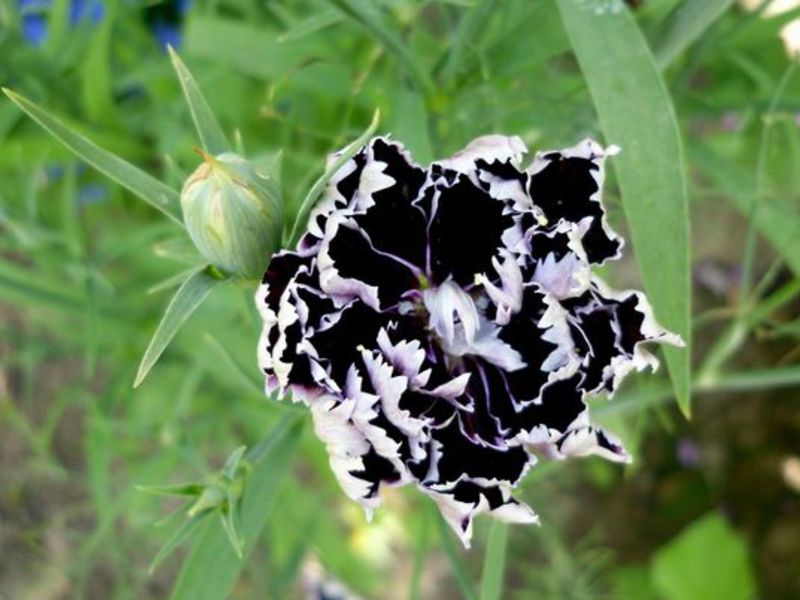 Cómo cultivar claveles shabo