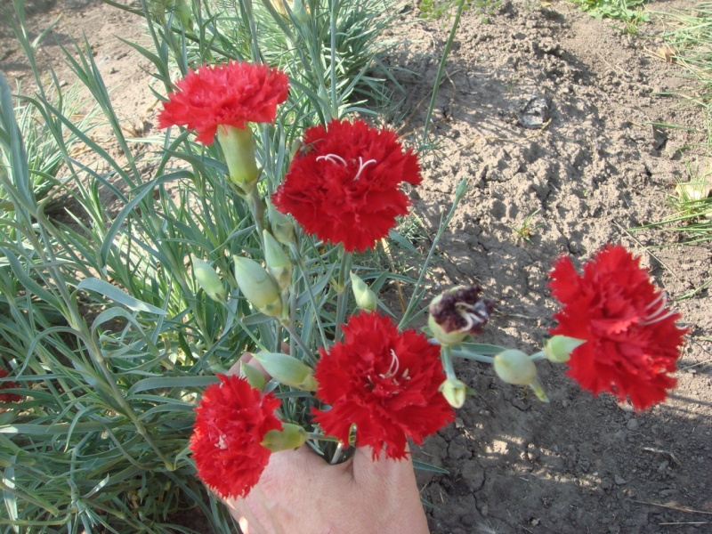 Carnation shabo