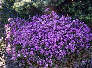 Aubriet weven