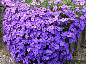 Variedade Aubrieta