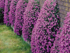 Hoe aubrieta te planten