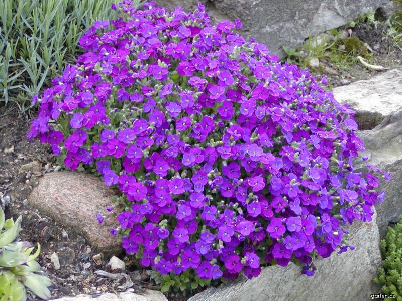 Por quanto tempo o aubriet floresce