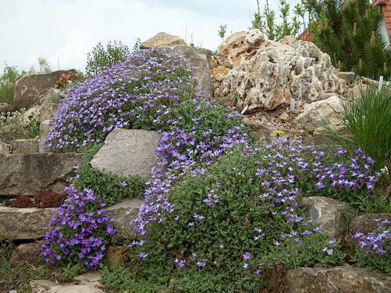 O segundo nome da flor