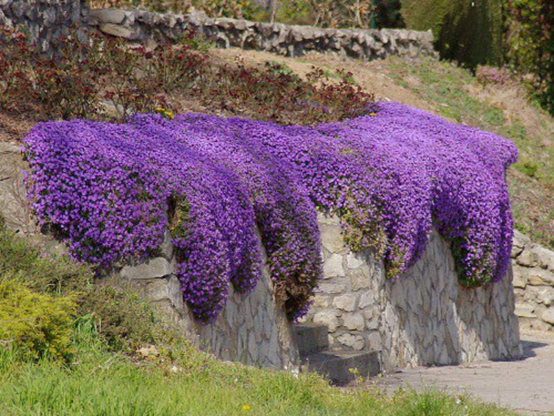 Beschrijving van de aubrietplant