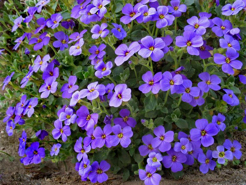 Làm thế nào aubrieta nở hoa