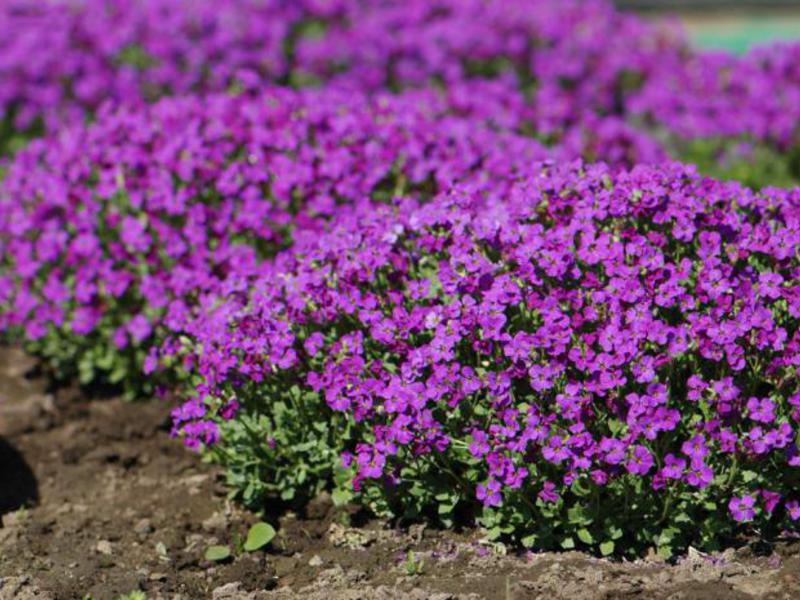 Aubriets planten