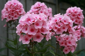 Variétés Phlox