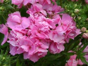 Drummond phlox-sorter