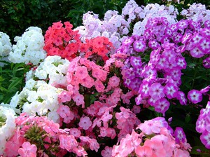 Phlox i en blomsterrabatt