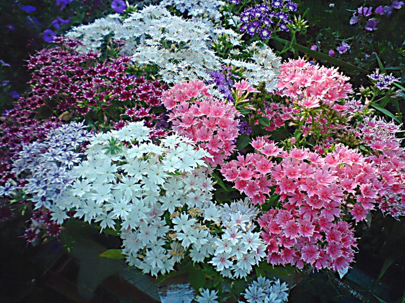 Variedades de variedades Phlox